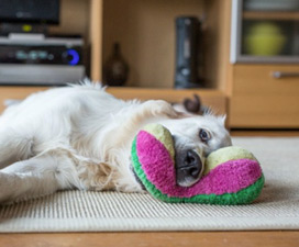 pet beds and toys