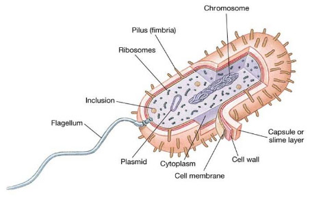 aah! Science Diagram