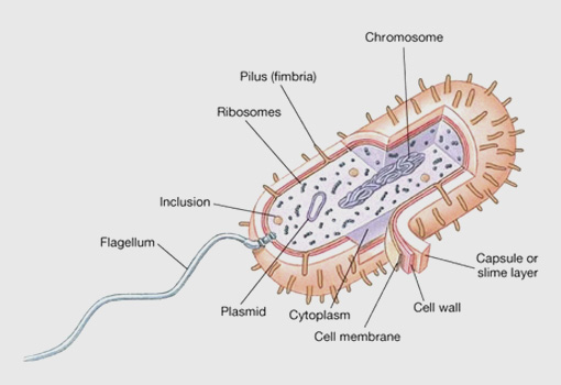 Science Diagram