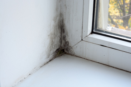 Mold and Mildew